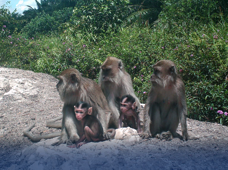 Sustianable-Palm-Oil