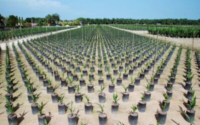 United-Plantation-Berhad-UIP (1) United-Plantation-Berhad-UIP (1)