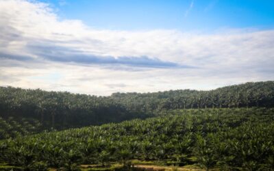 palm_oil_ymi_0201_(2) palm_oil_ymi_0201_(2)